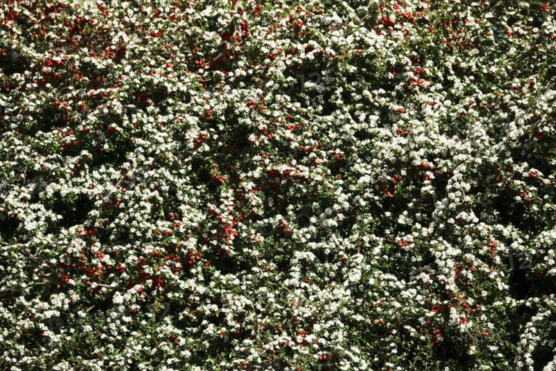 Cotoneasters