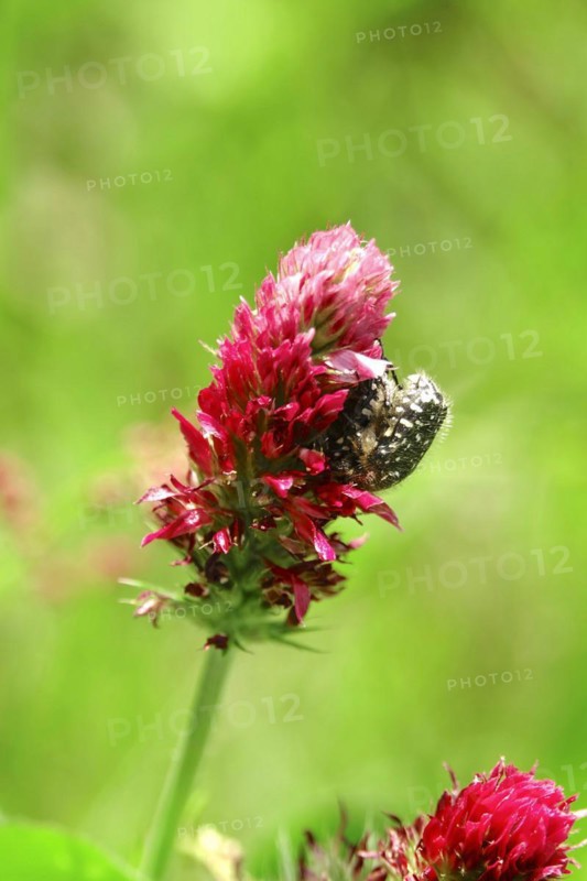 Rosebug