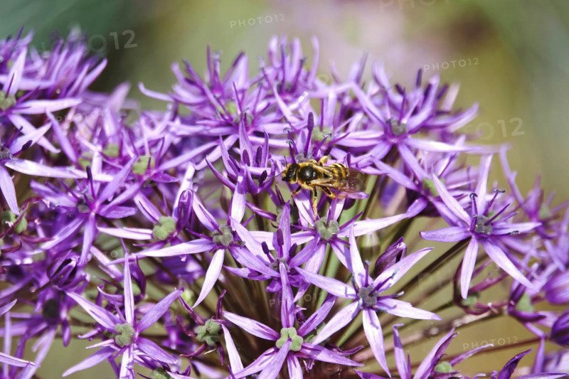 Ornamental garlic