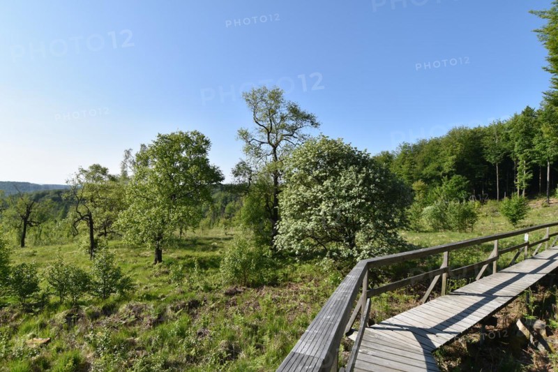 Boardwalk for hikers through the renaturalised wetland Ochsenbruch as an example of a typical hillside moor in the Hunsrück-Hochwald National Park
