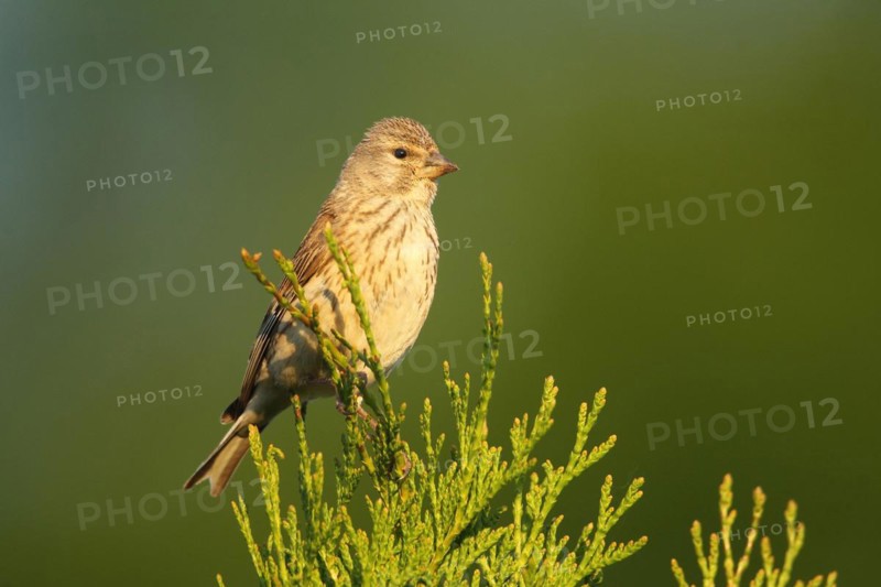 Linnet