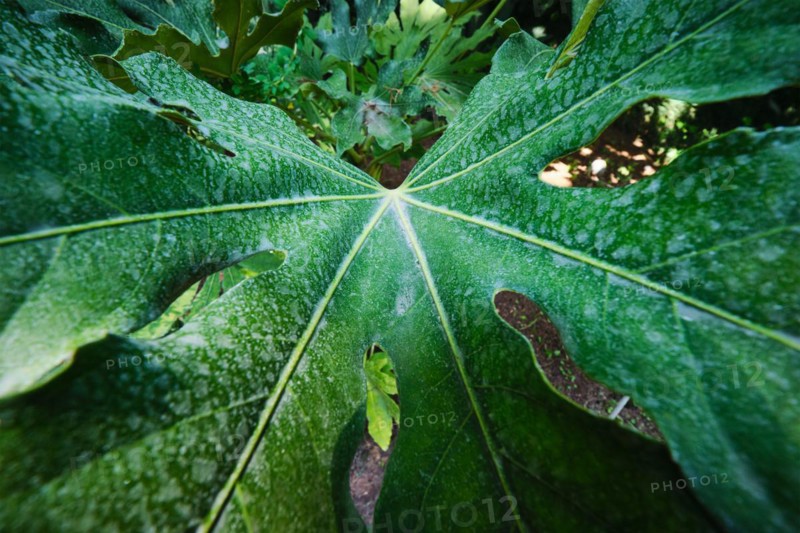 Tropical exotic plant Monstera deliciosa leaf with holes close up