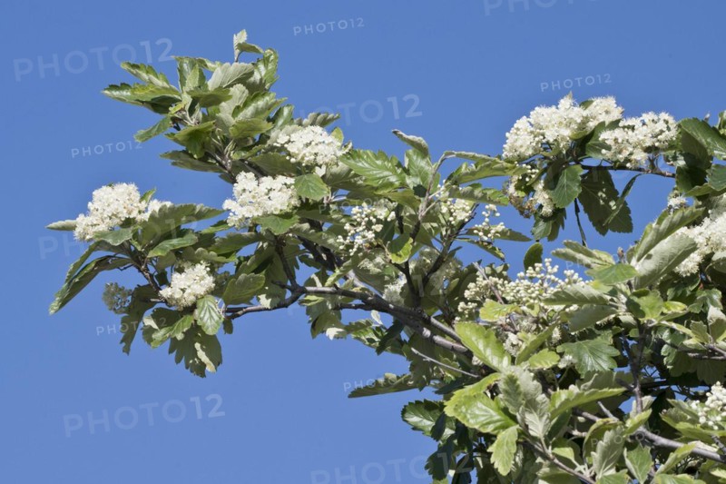 Swedish hackberry