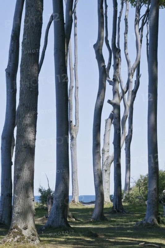 Beech forest
