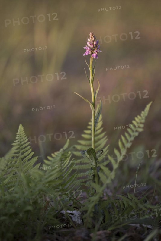 Moorland spotted orchid