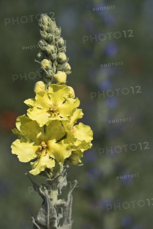 Dense-flowered mullein