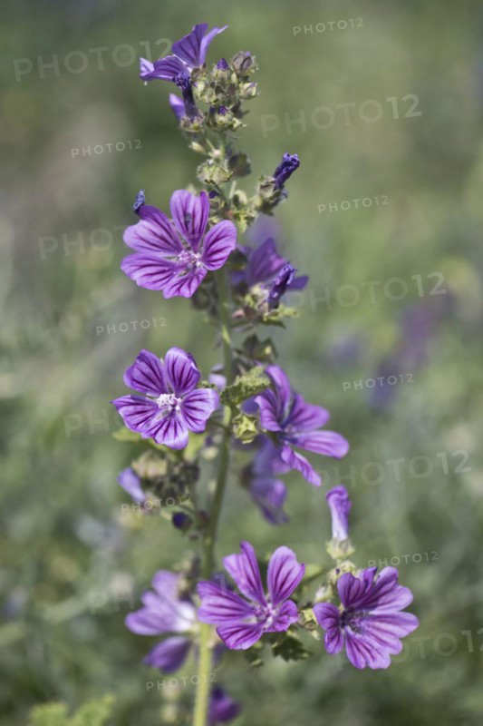 Common mallow