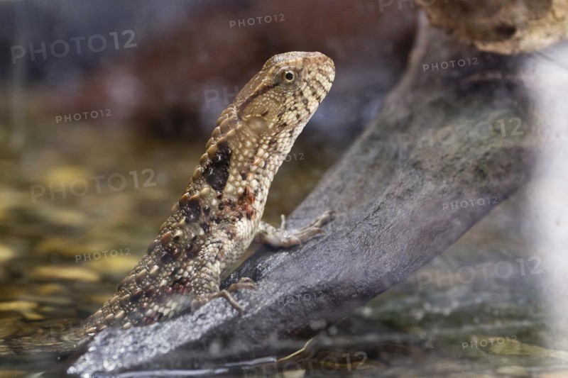 Chinese crocodile lizard