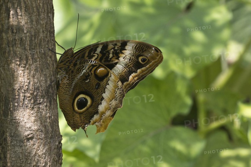 Owl butterfly