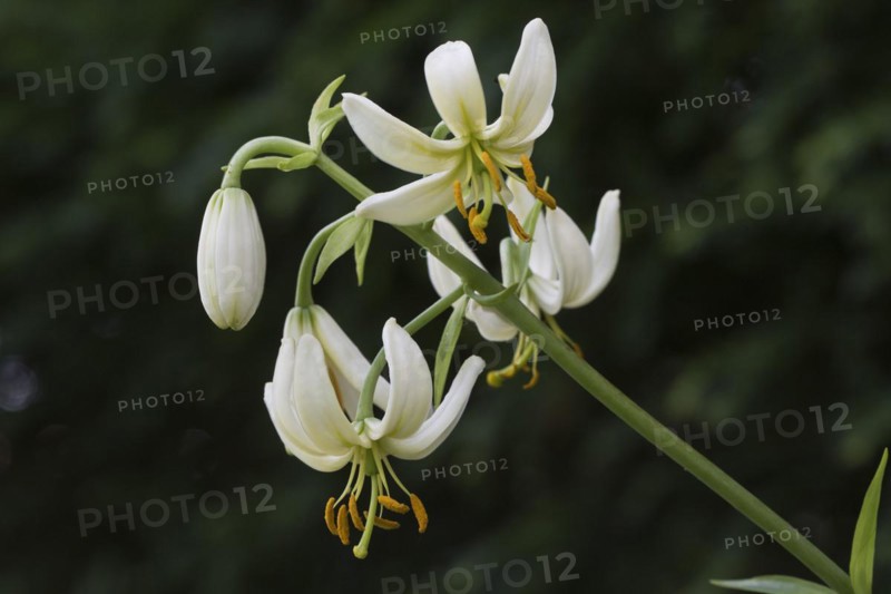 Martagon lily