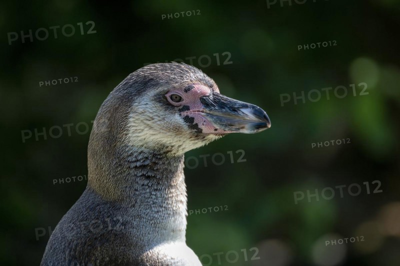 Humboldt penguin