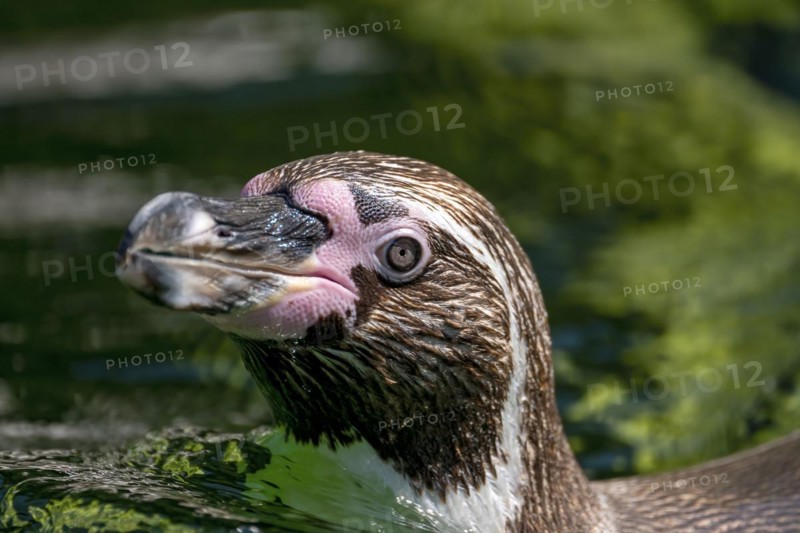 Humboldt penguin