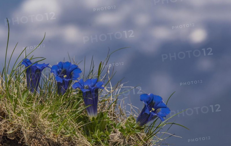 Alpine Gentian