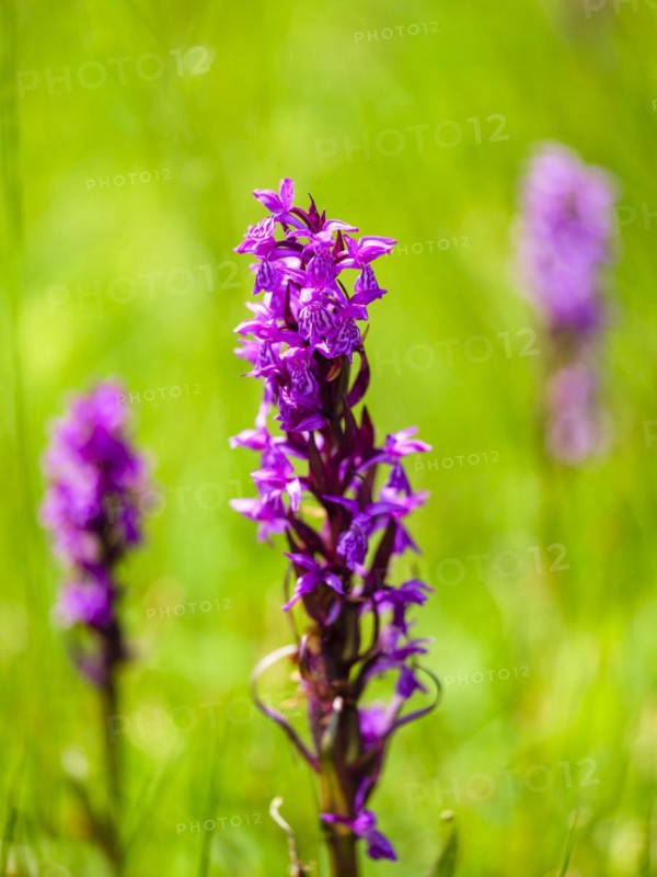 Broad-leaved foxglove