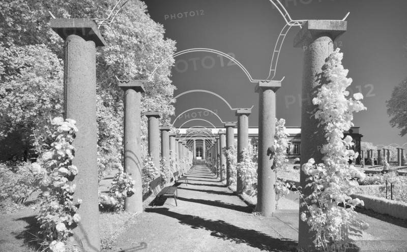 Infrared photo Rose Garden