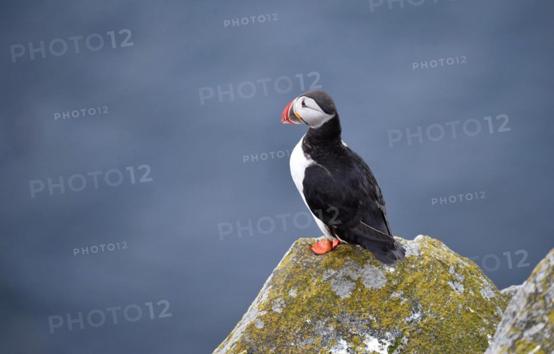 Puffin