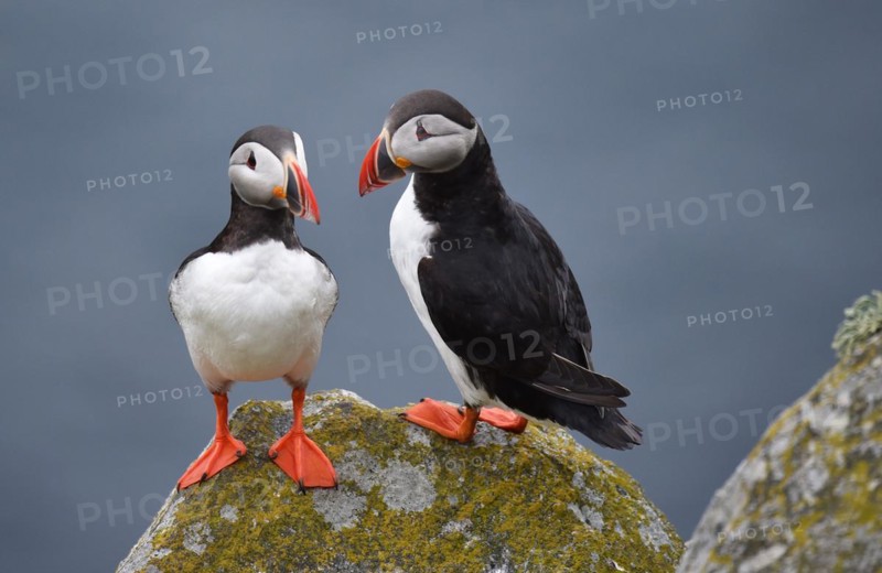 Puffin