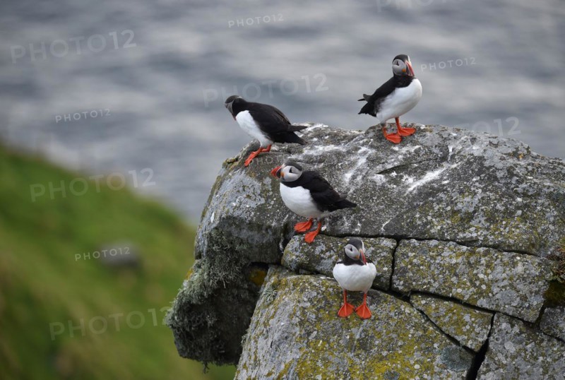 Puffin