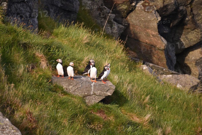 Puffin