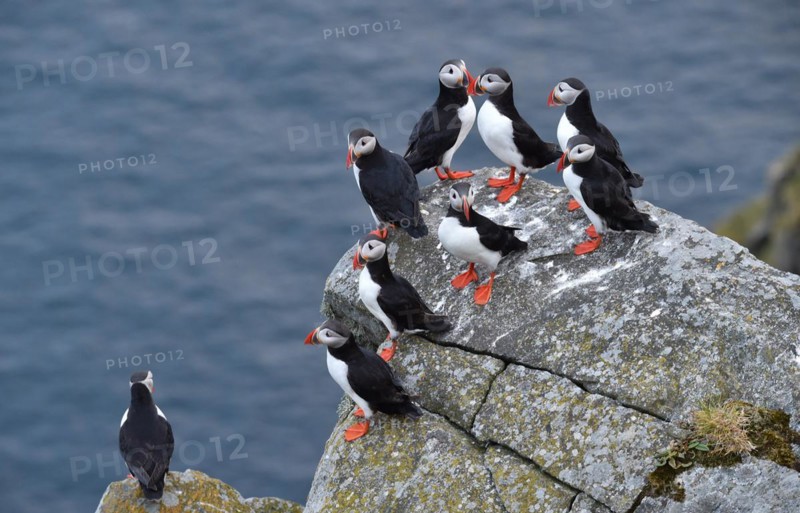 Puffin