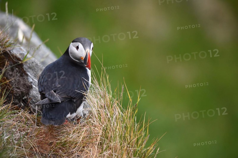 Puffin