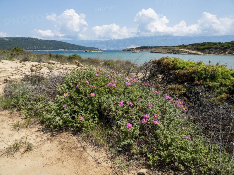 Lagoon