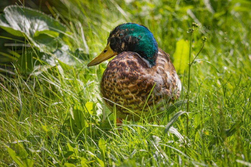 Mallard