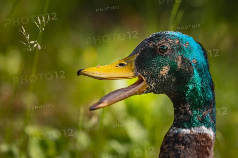 Mallard