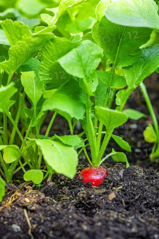 Red radish