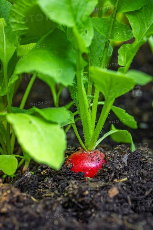 Red radish