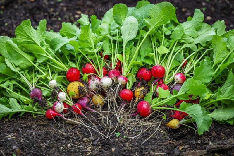 Colourful radish