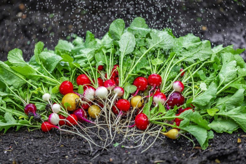 Colourful radishes