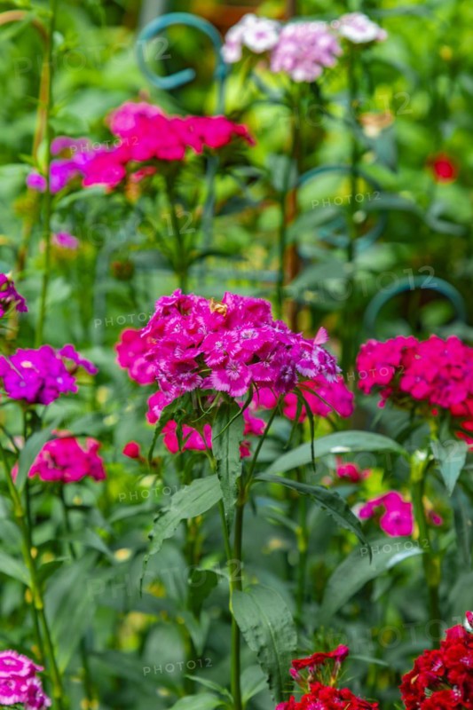 Wood pink