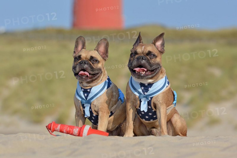Two happy brown French Bulldog dogs wearing matching maritime harnesses with sailor collars sitting on beach on vacations