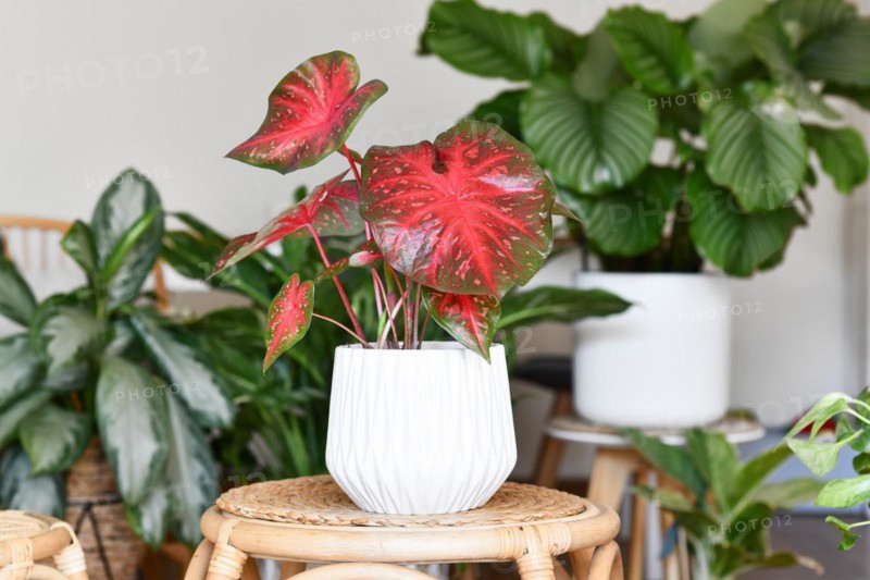 Exotic Caladium Red Flash houseplant in flower pot on table surrounded by many plants in living room