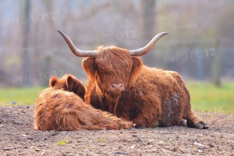 Scottish Highland Cattle with calf and grown up cow with scraggy brown fur lying on ground