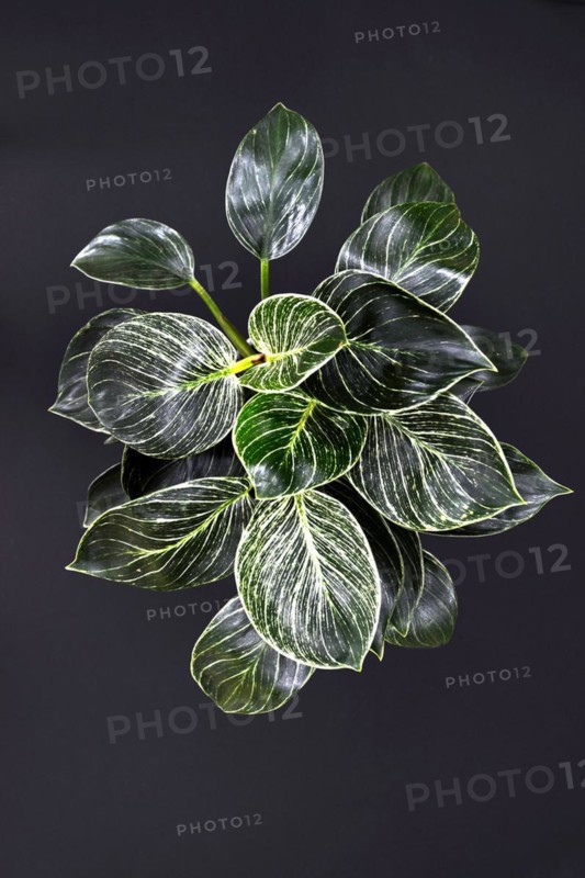 Full exotic 'Philodendron Birkin' plant with beautiful white line patterns on dark green leaves on black background