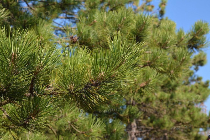 Close up of European 'Pinus ponderosa' western yellow pine tree in North Netherlands