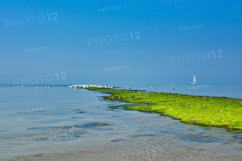 Dyke on sea covered in bright green algae with white hering seagulls gathering on summer day in front of blue sky