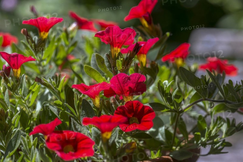 Flowering magic bell
