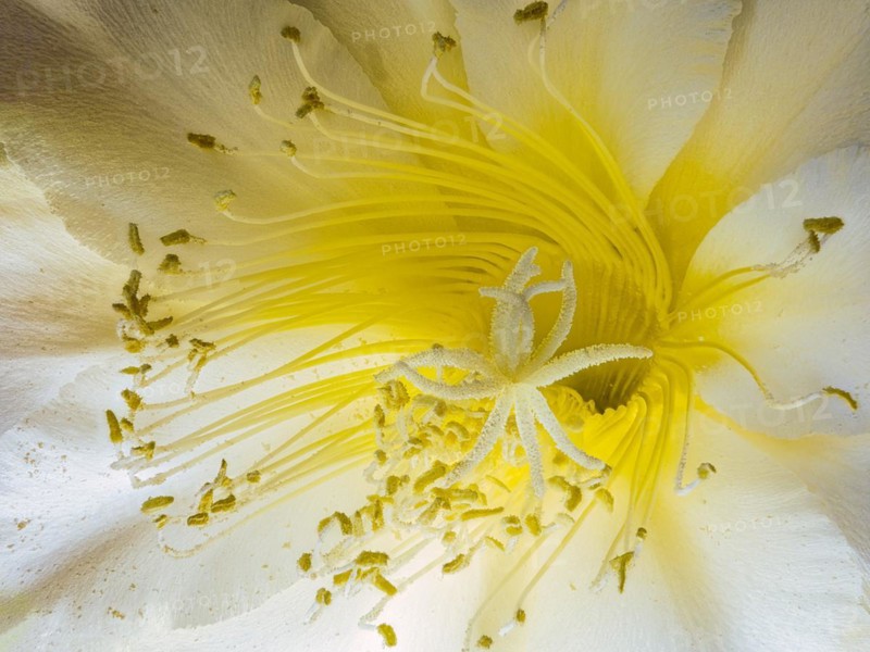Flower of the cactus Queen of the Night