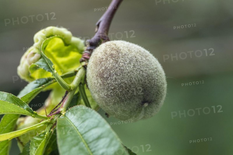 Unripe peach fruit on a peach tree