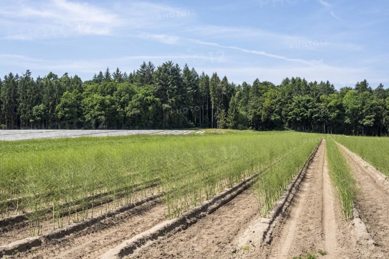 Growing asparagus in the Donaumoos near Schrobenhausen in Bavaria