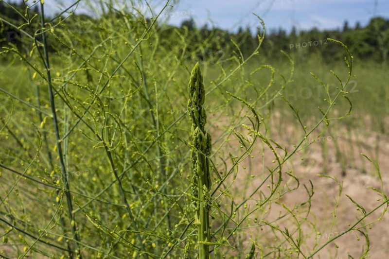 Growing asparagus in the Donaumoos near Schrobenhausen in Bavaria