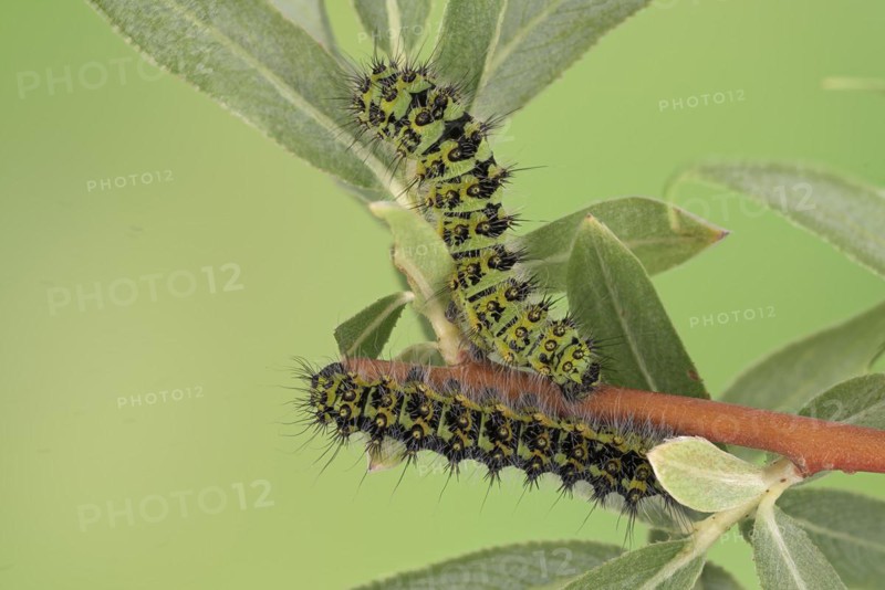 Small emperor moth
