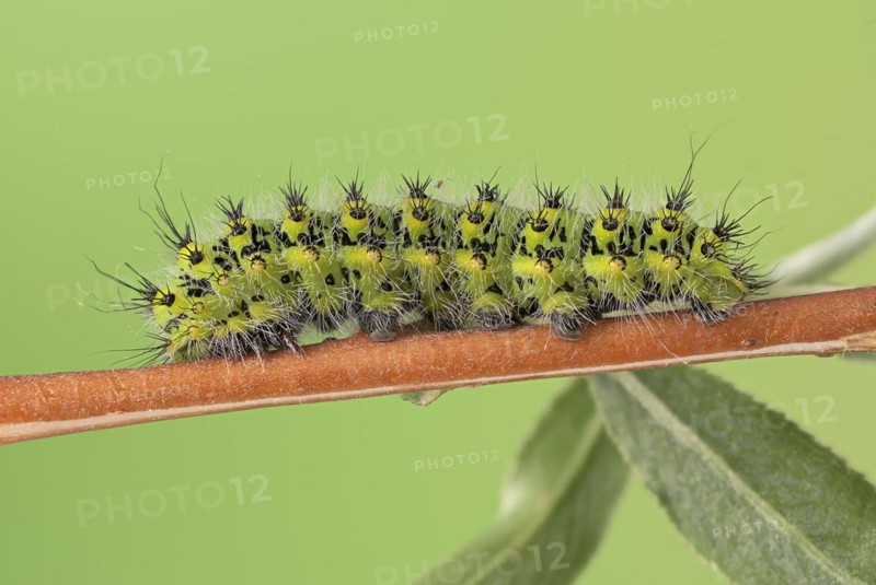Small emperor moth
