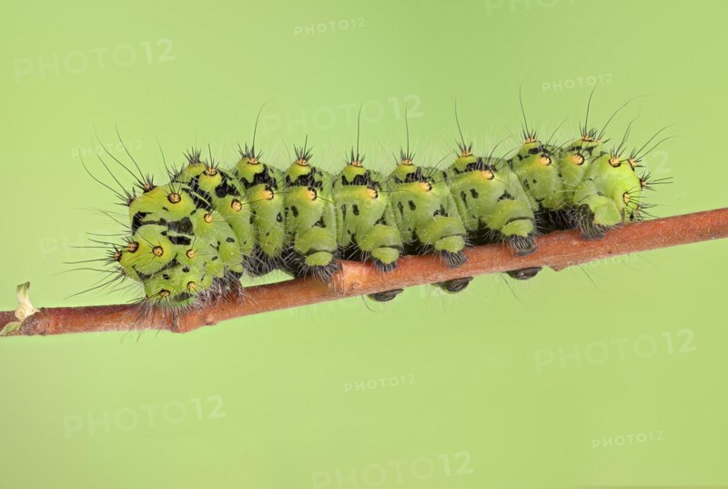 Small emperor moth