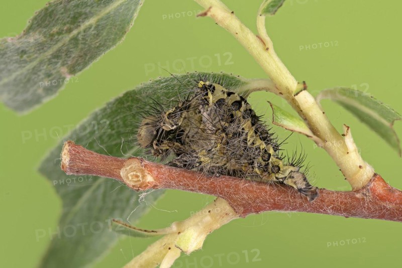 Small emperor moth