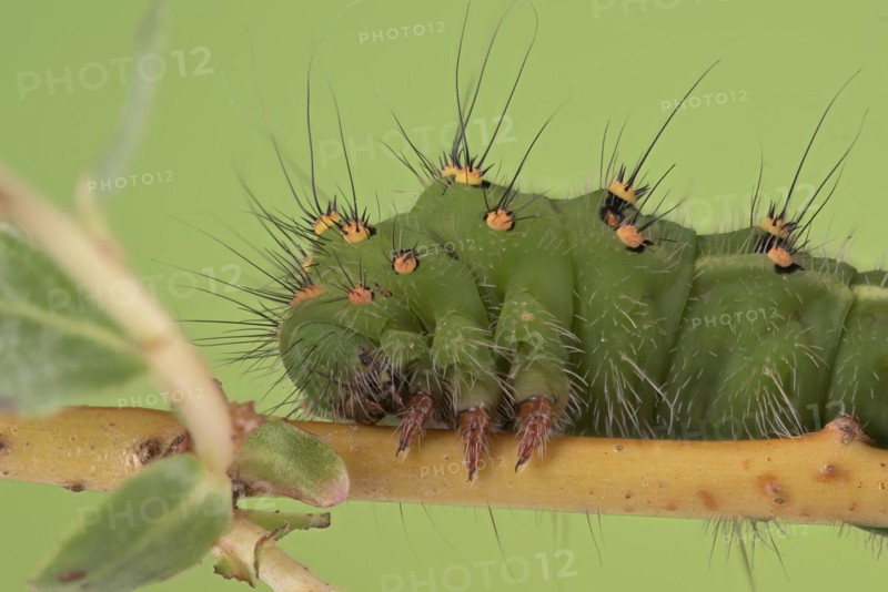 Small emperor moth