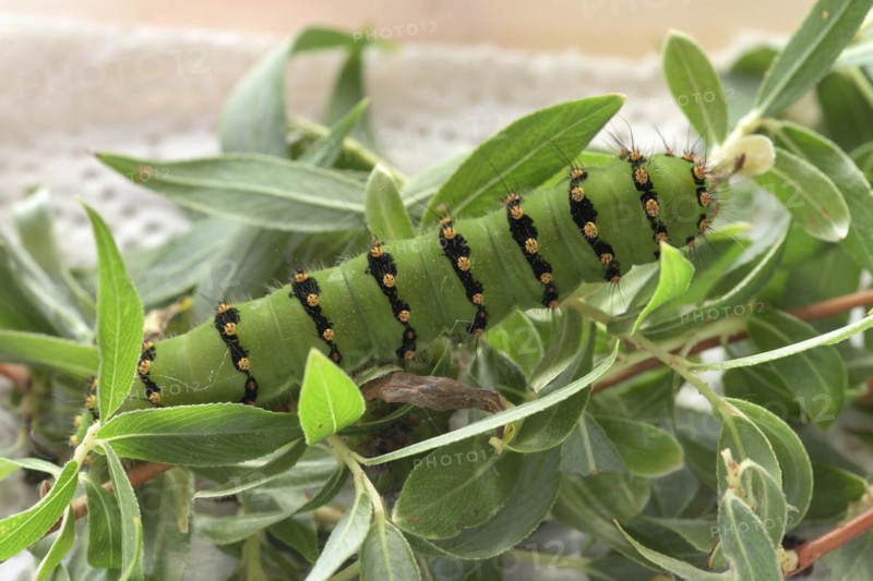 Breeding of caterpillars of the small night peacock